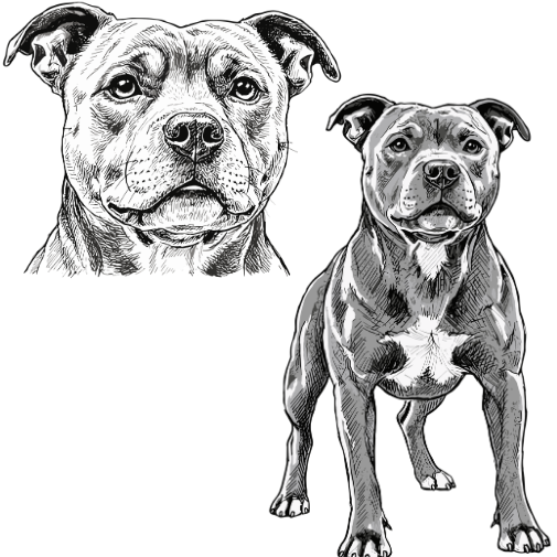 Classic Ink portrait of Doug the staffy (sample image)